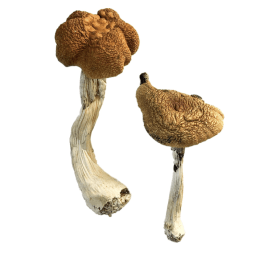 Buy Malaysian Magic Mushrooms